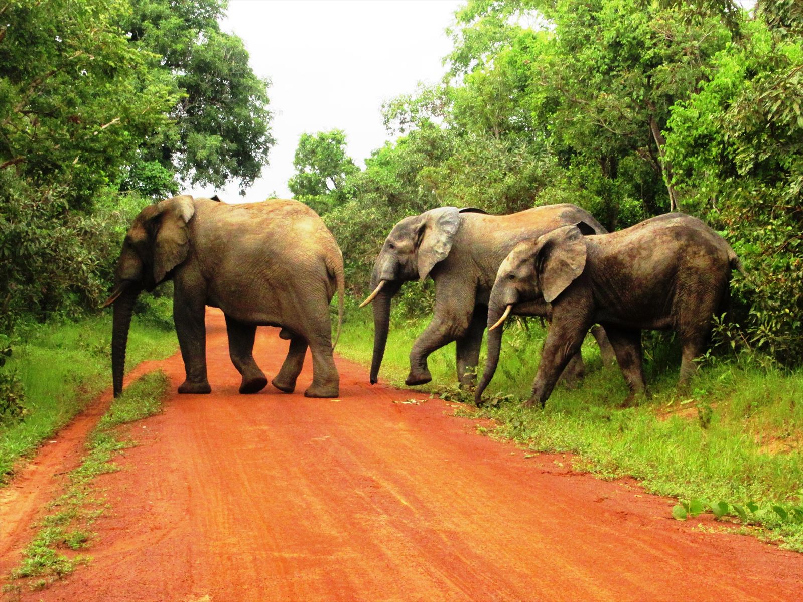 Photograph of Mole National Park